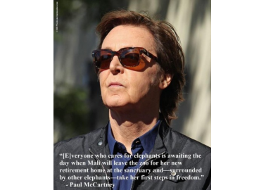 Paul McCartney Speaks Out for Mali the Elephant