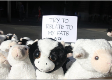 Cuddly Sheep and Cows Bring Live-Export Message to Australia
