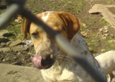 Serbian Teacher Saves 500 Dogs