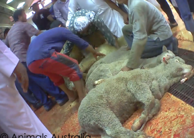 Another UK Abattoir Caught Out Inflicting Harrowing Abuse