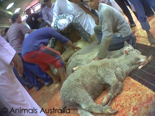 Middle East abattoir live export