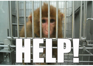 Phone Air France to Protest Against Shipping Monkeys to Labs