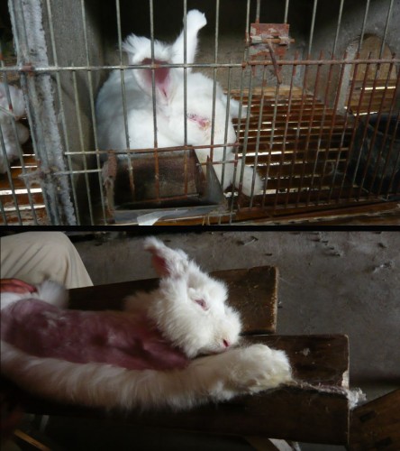 Cruelty to angora rabbits on Chinese farms