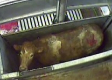 Petition: Let’s Get CCTV Into Slaughterhouses