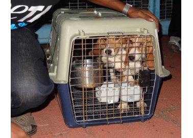 Victory! 70 Beagles Rescued From Tests!