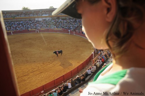 Bullfighting Violates Rights of the Child: United Nations