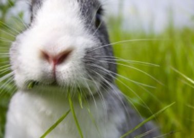 Victory: Rabbit Factory Farm Plans Withdrawn!