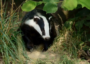 Badger Cull 2014: Somerset and Gloucestershire Massacre Continues