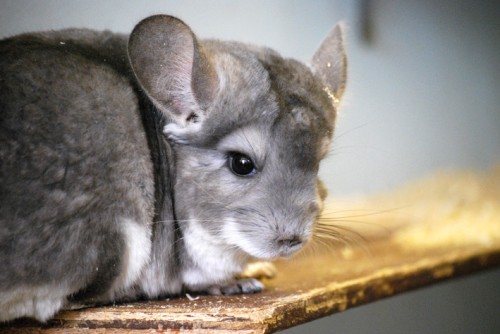 CC Chinchilla RSPCA