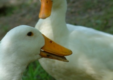 Israel Set to Become First Country to Ban Foie Gras Sales!