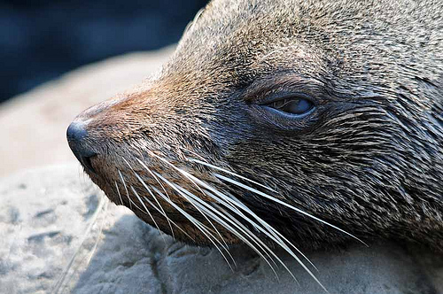 seal kept behind bars as allegedly abusive zookeeper walks free