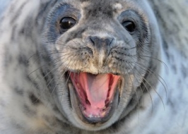Norway’s Seals Can Breathe a Sigh of Relief