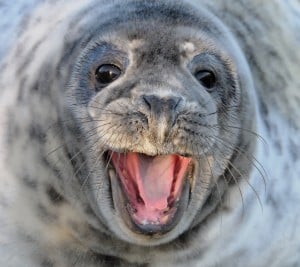 victory for Canada seals