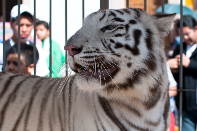 Tiger in Circus Cage