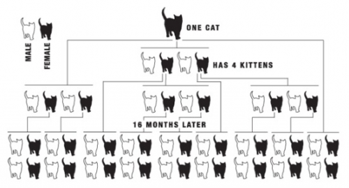 Cat Chart