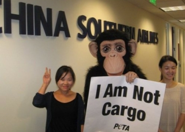 Victory! China Southern Airlines Stops Shipping Monkeys to Labs