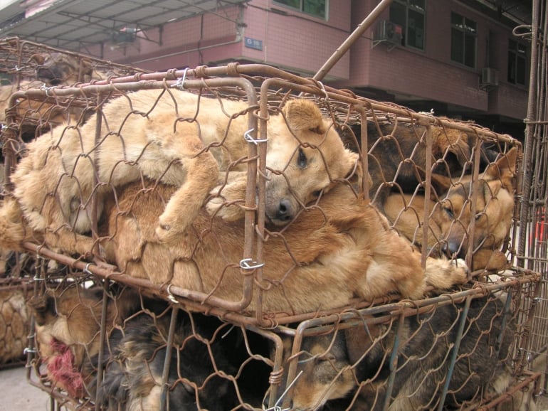 Dogs in crates in China
