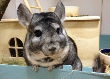 Success! Cambridge Petting Zoo Plans Cancelled
