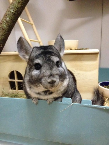 Chinchilla in house