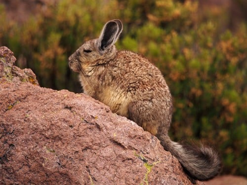 Chinchilla on rock