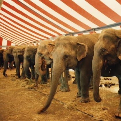 Animals in Circuses: Ringside Seats for a Spectacle of Cruelty