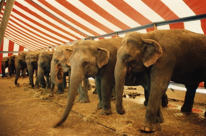 Circus elephants
