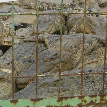 Wild-Animal Skins