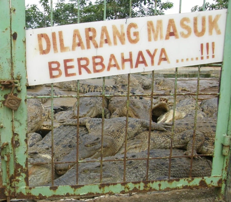 Crowded conditions at crocodile farm