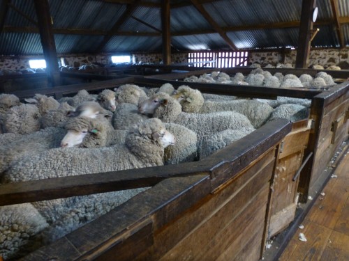 Crowded pens pre shearing_P1040632