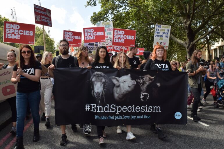 Job Openings PETA UK