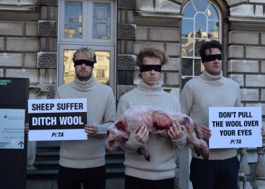 PETA Exposes How Wool Industry Workers Beat, Stamp On and Mutilate Sheep at Men’s Fashion Week