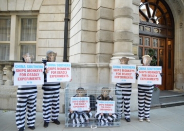 Caged ‘Monkeys’ Protest Against Primate Trafficking