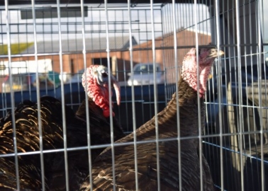 Saved! Happy Christmas for Two Turkeys After Tasteless Radio Poll