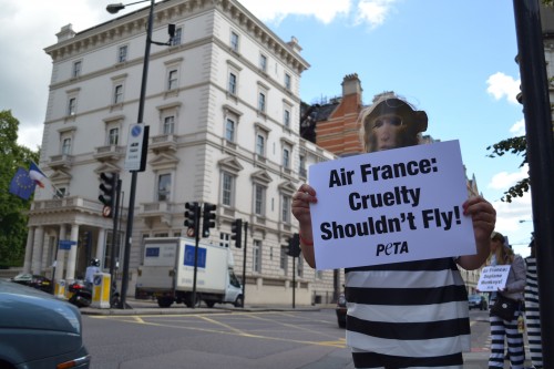 PETA Demo in London against Air France Cruelty