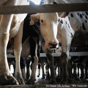 Factory farm cruelty for dairy cows in Powys, Wales
