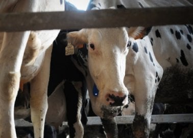 VIDEO: Want Real Halloween Horror? Learn More About Animal Agriculture