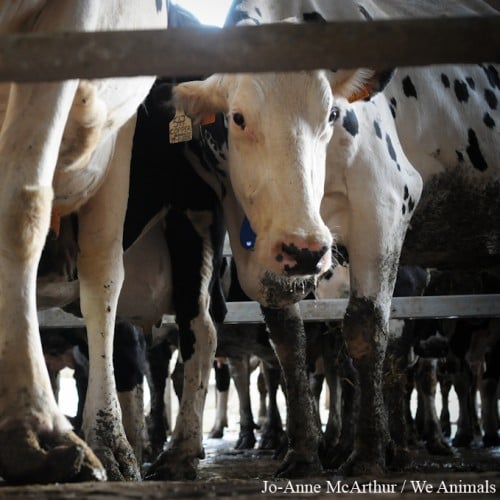 Dairy Farm legs square