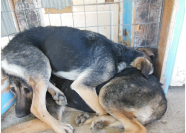 Eight Dogs Spayed = Half a Million Others Saved