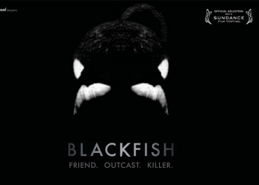 Not to Be Missed: WATCH #BlackfishOnBBC4