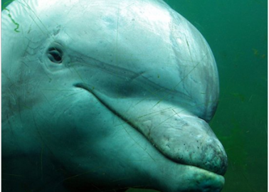 Good News for Dolphins: India Ditches Dolphinaria!