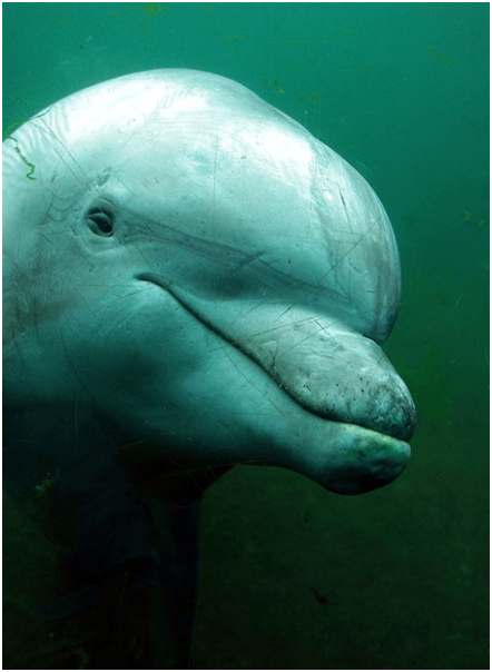 India won't be putting dolphins in prison!