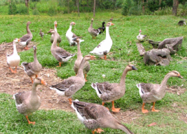 Victory: UK’s Largest Catering Company Removes Foie Gras from the Menu for Good