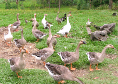 Putting the ‘Brakes’ on UK Foie Gras Sales