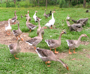 Happy Geese