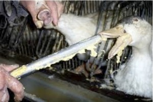 FOIEGRAS