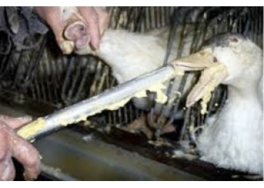 Infographic: 11 Reasons Why Fortnum & Mason Should Stop Selling Foie Gras