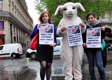 PETA Kicks Uniqlo’s Butt Over Cruel Sheep Mulesing