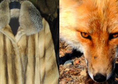 BON’A PARTE Goes Fur-Free Following a PETA Supporter’s Letter