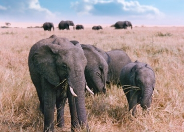 11 Facts That Will Make You Love Elephants Even More