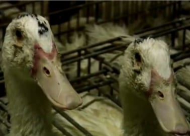 Kate Winslet Exposes Foie Gras Cruelty